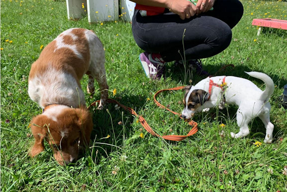 Chiots en entraînement à l'école des chiots