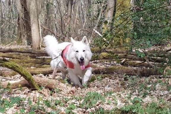 Chien en entraînement RU